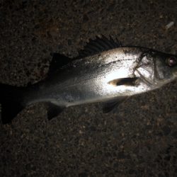 メバルタックルでシーバスゲーム