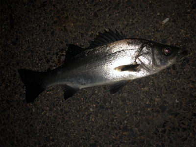 メバルタックルでシーバスゲーム