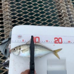 今年はダメダメ釣行