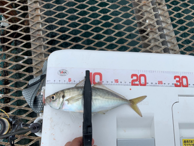 今年はダメダメ釣行