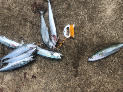 ショアジギングでサゴシ祭り