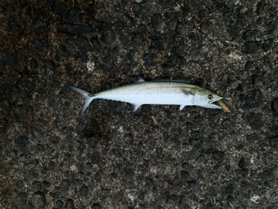 スピンビームでまさかのサゴシ！