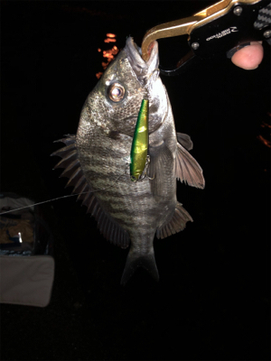 まだまだ活性低い?