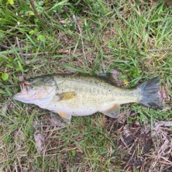 おばけワンド裏