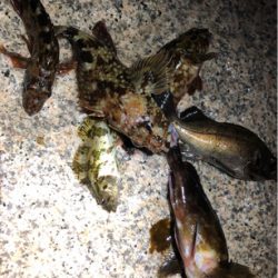 とある夕マズメ後のライトゲーム