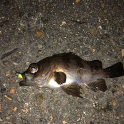 夢島、蜜中のメバル爆