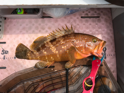 マイボートで1人タイラバ釣行