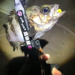 西風爆風メバリング