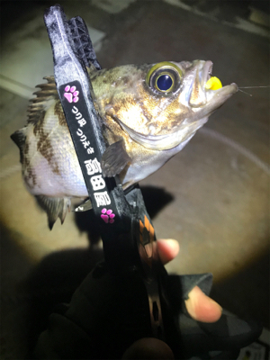 西風爆風メバリング