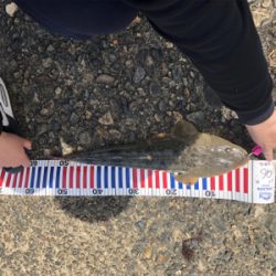 昼間にマゴチ！！55cm