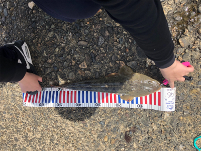 昼間にマゴチ！！55cm