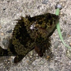 とある爆風ゴロタ