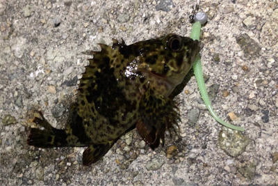 とある爆風ゴロタ