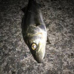 シーバス、メバル