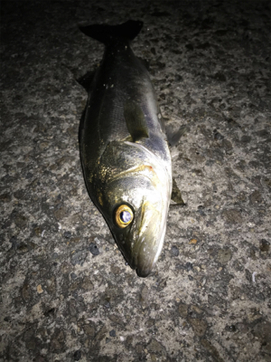 シーバス、メバル