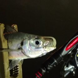 アジング 練習 140