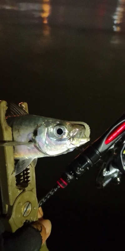 アジング 練習 140