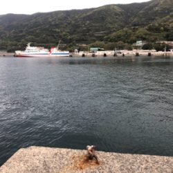 アジング+サビキ