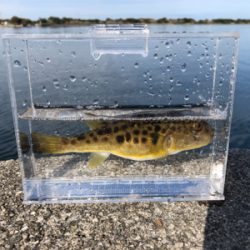 アジは一ヶ所だけ釣れる