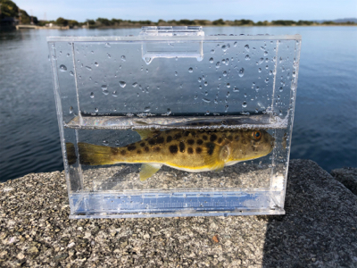 アジは一ヶ所だけ釣れる
