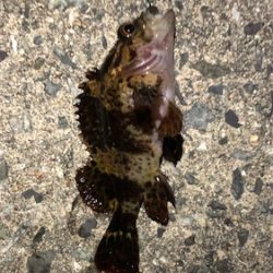 とある暇つぶしライトゲーム