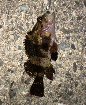 とある暇つぶしライトゲーム