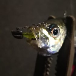 アジング練習 141