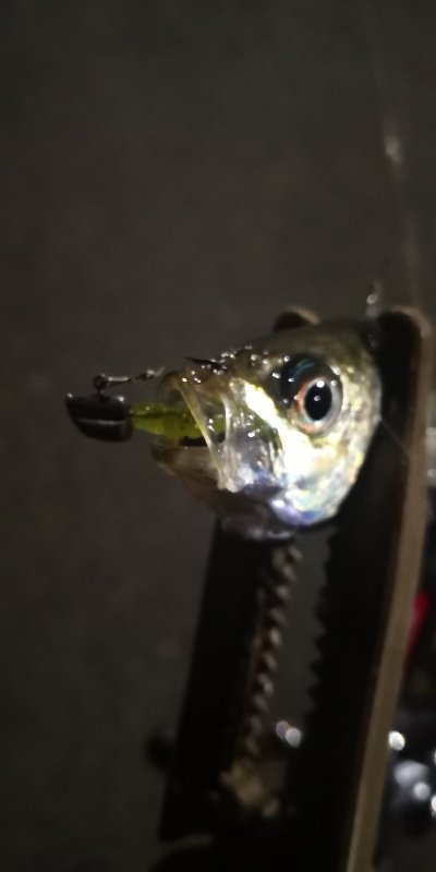 アジング練習 141