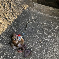 テトラからカサゴ。