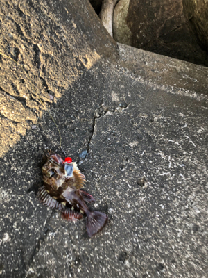 テトラからカサゴ。