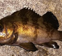 メバリング1840〜1920