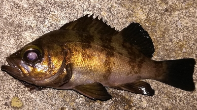 メバリング1840〜1920