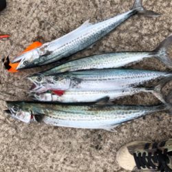 西風が強い中のジギング・エギング！