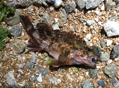 とある爆風フロート