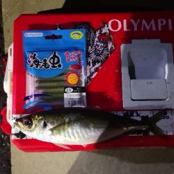 アジング練習 142