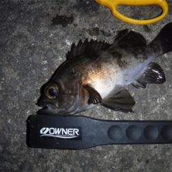 アジング のはずがメバリング