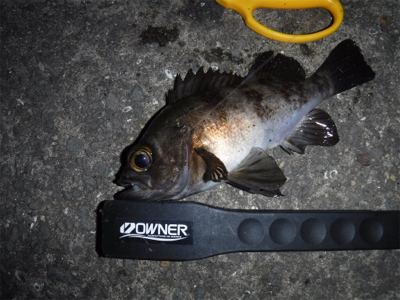 アジング のはずがメバリング