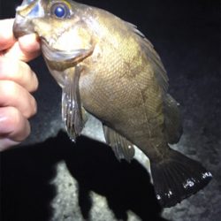 明石メバリング