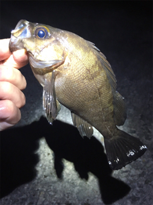 明石メバリング