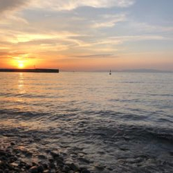 メバルとガシラ