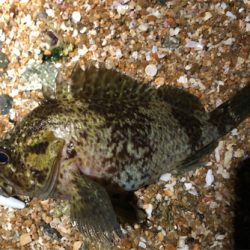 とある爆風サーフ