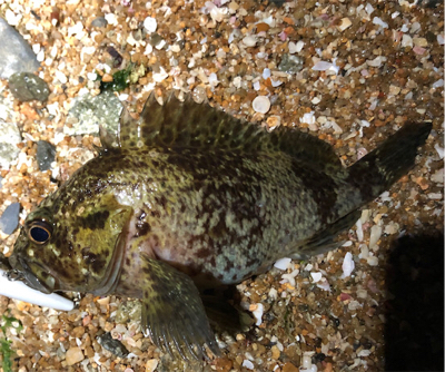 とある爆風サーフ