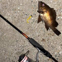 爆風メバリング