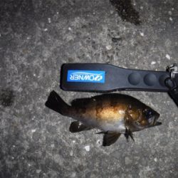 アジング ロッドでメバリング