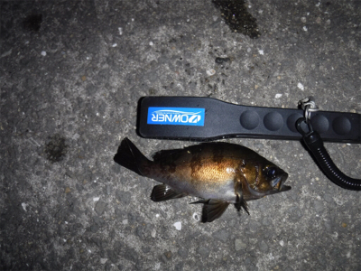 アジング ロッドでメバリング