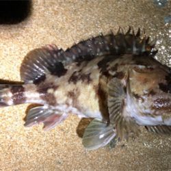 とあるまあまあデカイガシラ