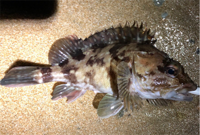 とあるまあまあデカイガシラ