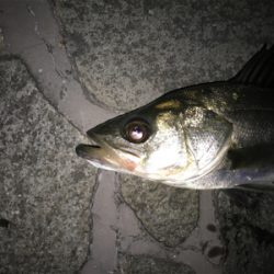 デカタケノコメバル