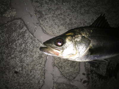 デカタケノコメバル