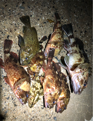 とある満足なロックフィッシュ